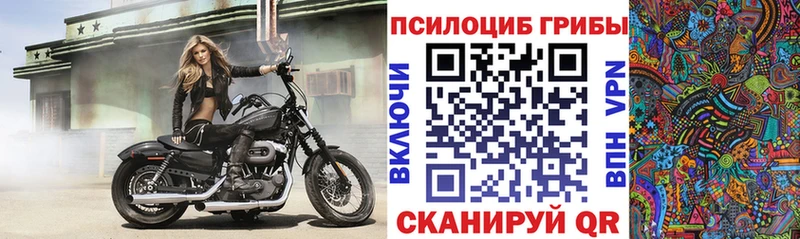 Купить закладки  Владимир  Галлюциногенные грибы прущие грибы 